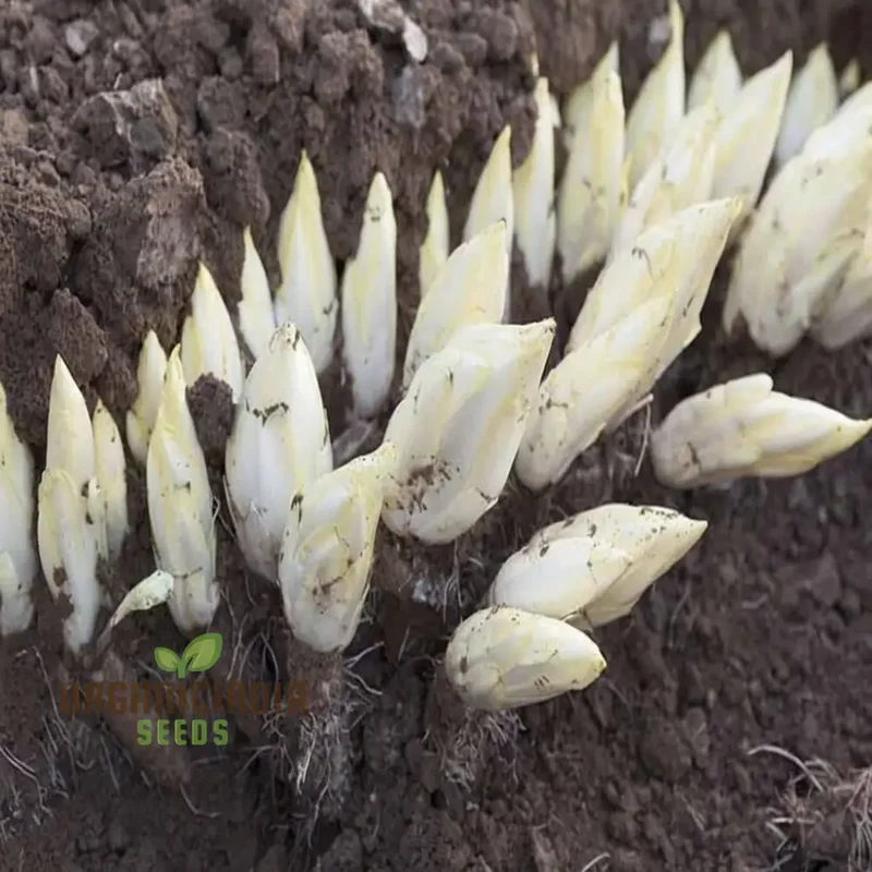 Endive White Vegetable Seeds for Successful Planting and Gardening
