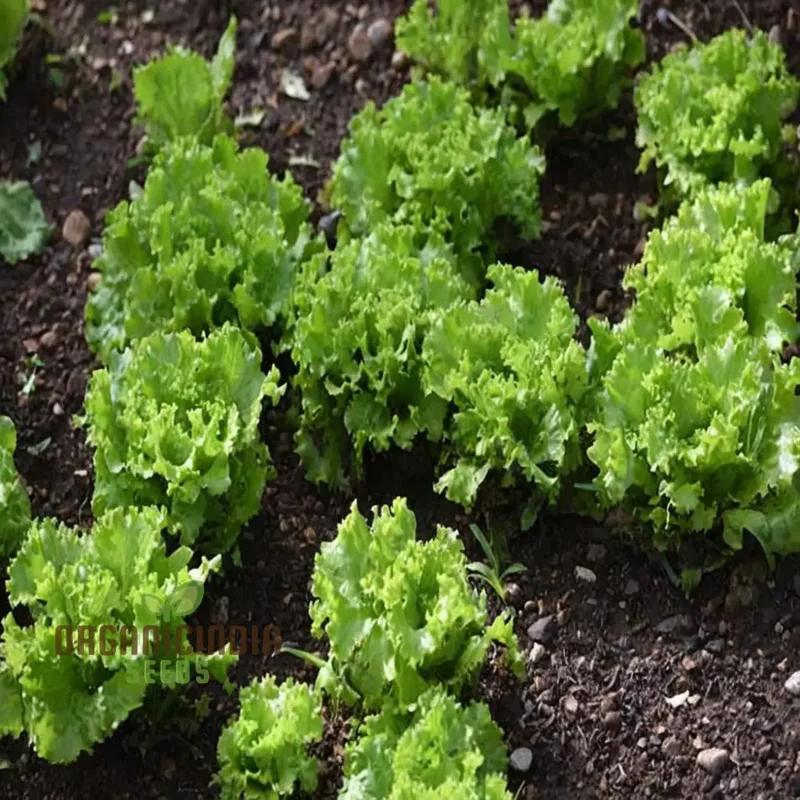 Endive White Vegetable Seeds for Successful Planting and Gardening