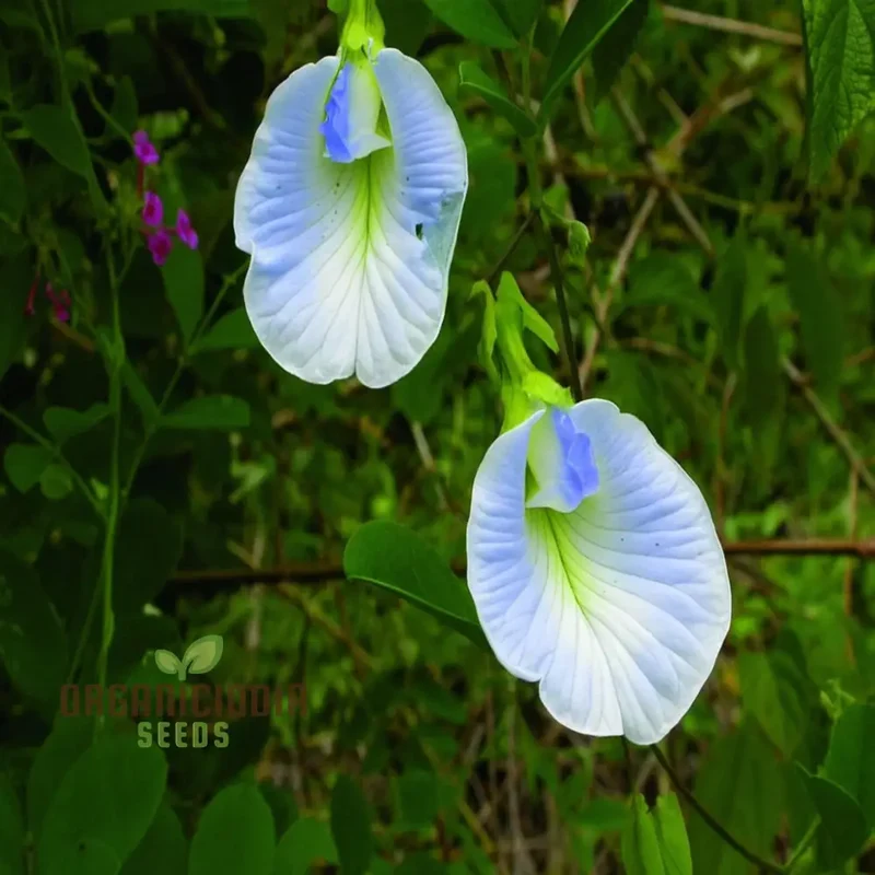 Aparajita Mixed Color Seeds – Clitoria Ternatea for Stunning Garden Flowers
