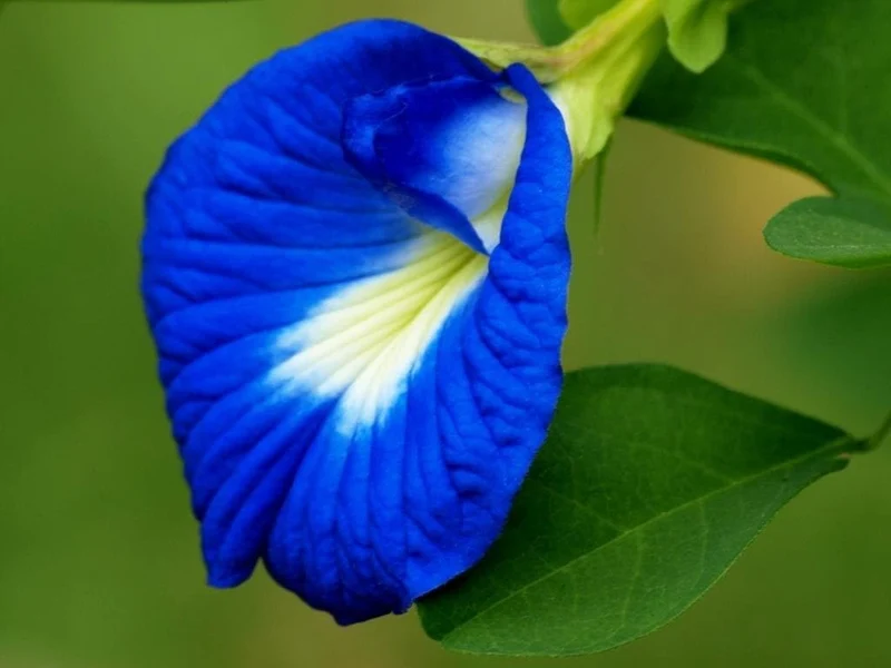 Aparajita Mixed Color Seeds – Clitoria Ternatea for Stunning Garden Flowers
