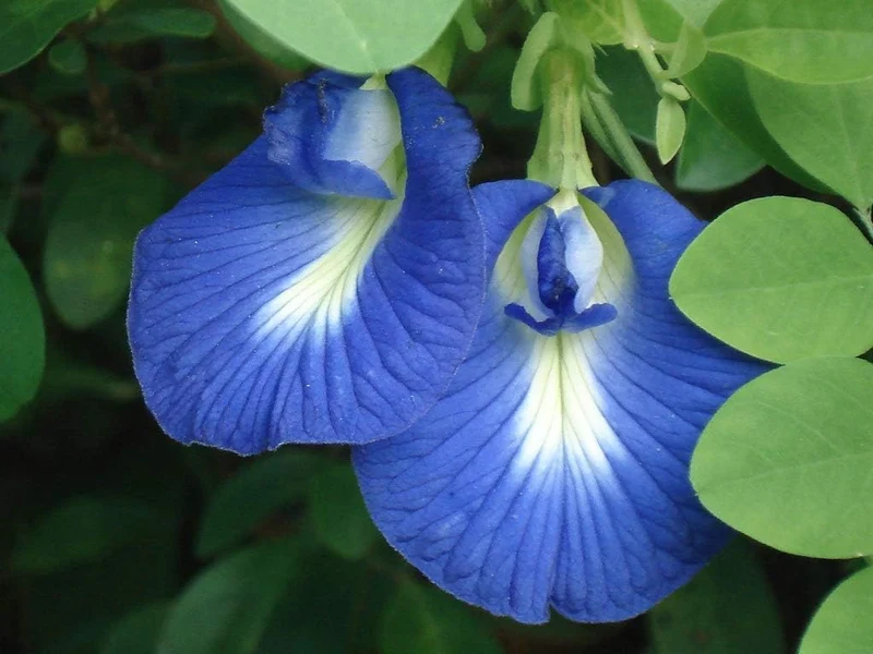 Aparajita Mixed Color Seeds – Clitoria Ternatea for Stunning Garden Flowers