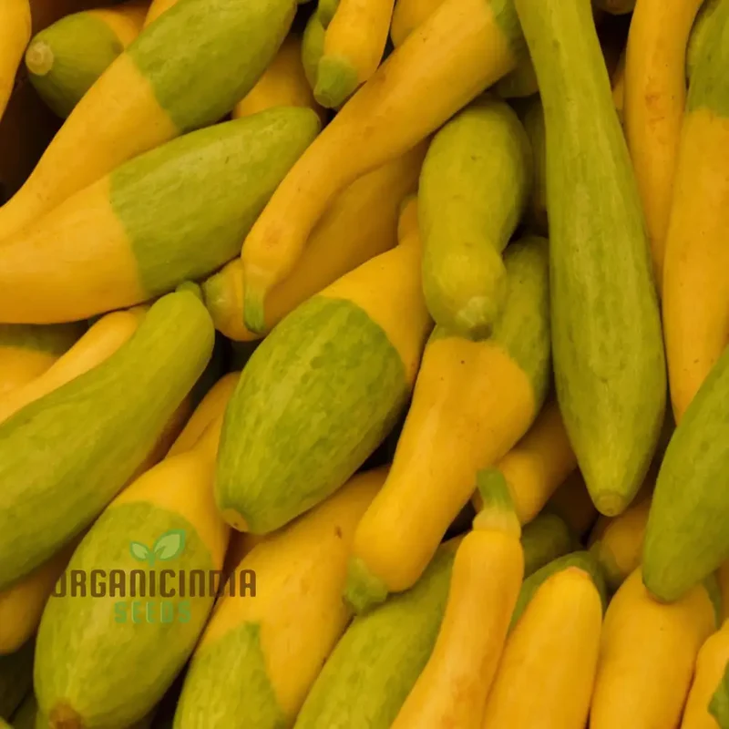 Summer Squash Zephyr vegetable Seeds, High-Yield, Nutritious, Ideal for Home Gardens