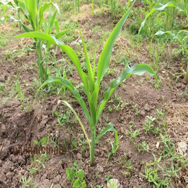 Sweetcorn Shoots Vegetable Seeds, Fast-Growing Nutritious Microgreens for Home Gardening