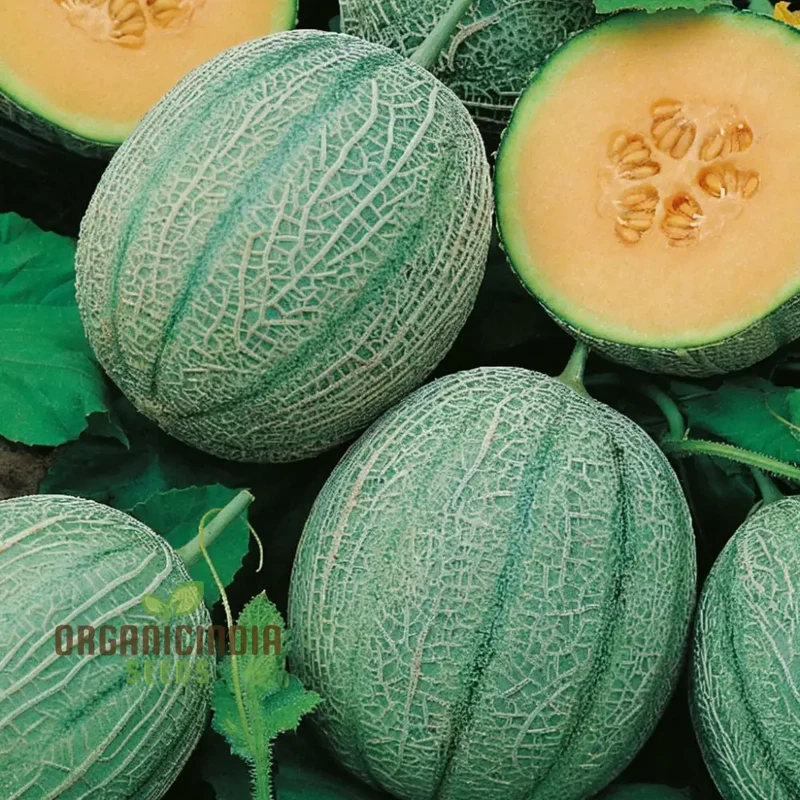 Melon Charmont Seeds for Juicy, Flavorful Harvests, Elevate Your Gardening Experience with Irresistible Fruits Straight from Your Garden!