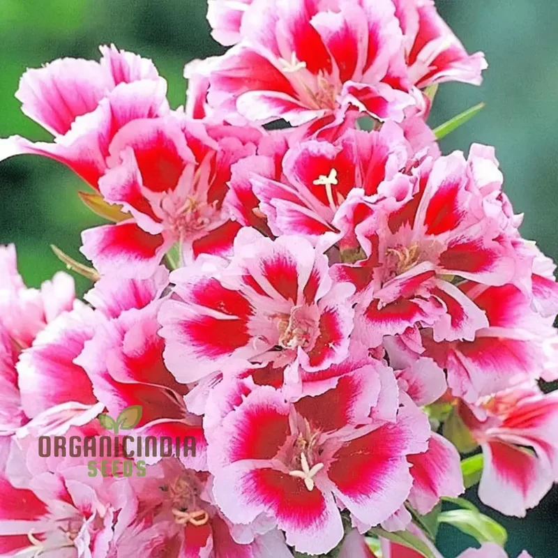 Azaleaflora Mixed Color Flower Seeds, Premium Flower Seeds for Vibrant Blooms, Ideal for Planting and Gardening Enthusiasts