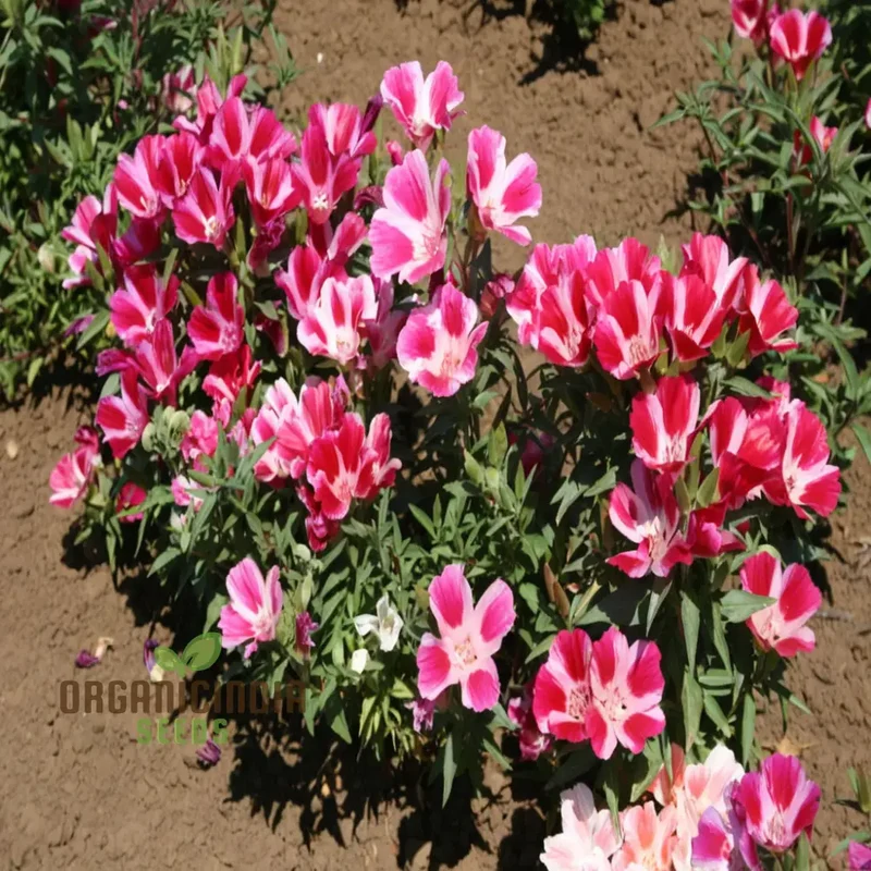 Azaleaflora Mixed Color Flower Seeds, Premium Flower Seeds for Vibrant Blooms, Ideal for Planting and Gardening Enthusiasts