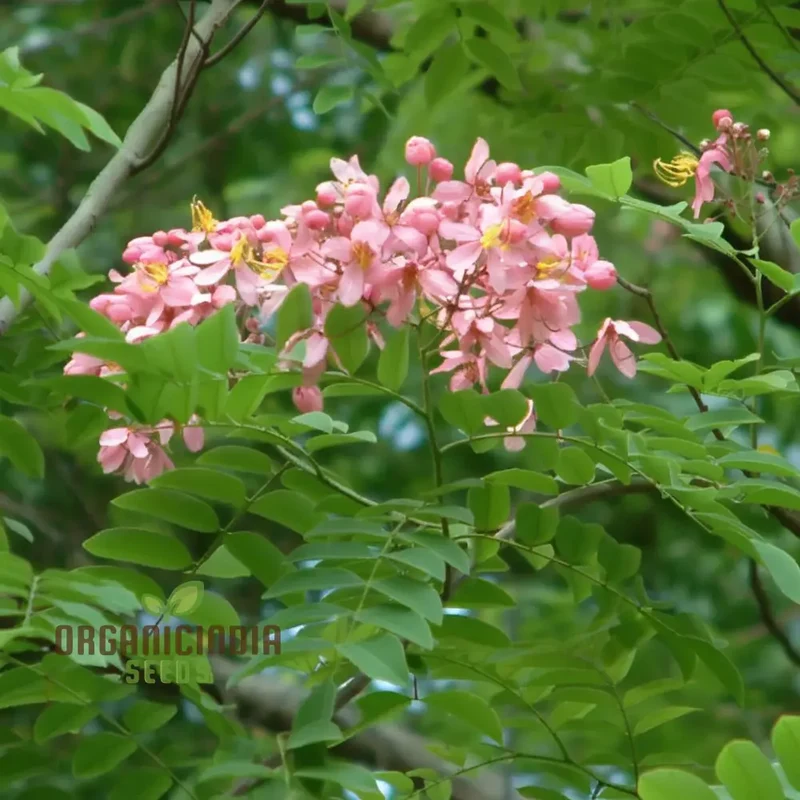 Cassia javanica Seeds – Pink Shower Tree Seeds for Lush Ornamental Growth