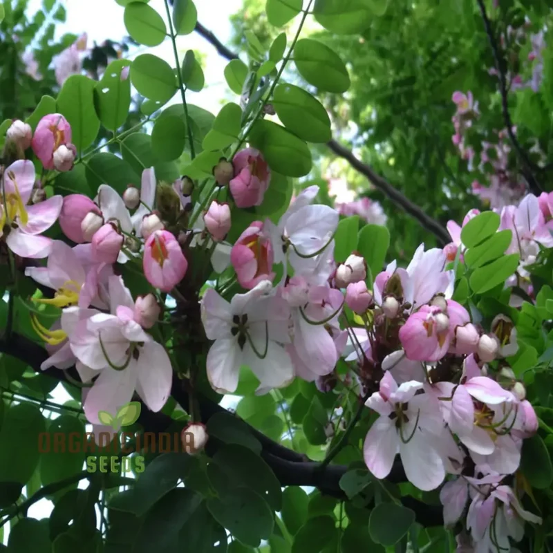 Cassia javanica Seeds – Pink Shower Tree Seeds for Lush Ornamental Growth