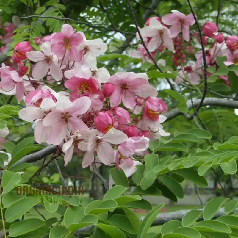 Cassia javanica Seeds – Pink Shower Tree Seeds for Lush Ornamental Growth
