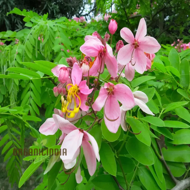 Cassia javanica Seeds – Pink Shower Tree Seeds for Lush Ornamental Growth
