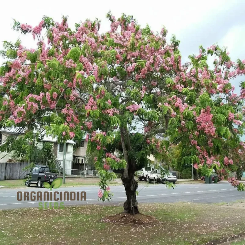 Cassia javanica Seeds – Pink Shower Tree Seeds for Lush Ornamental Growth