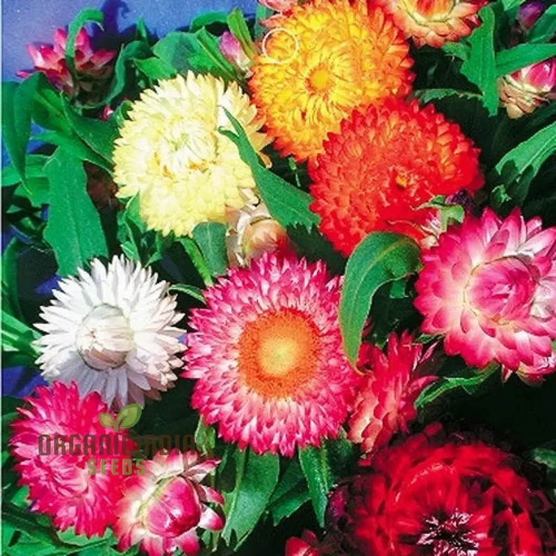 Helichrysum Bracteatum Mixed Flower Seeds, Premium Flower Seeds for Colorful Blooms, Perfect for Planting & Gardening Enthusiasts
