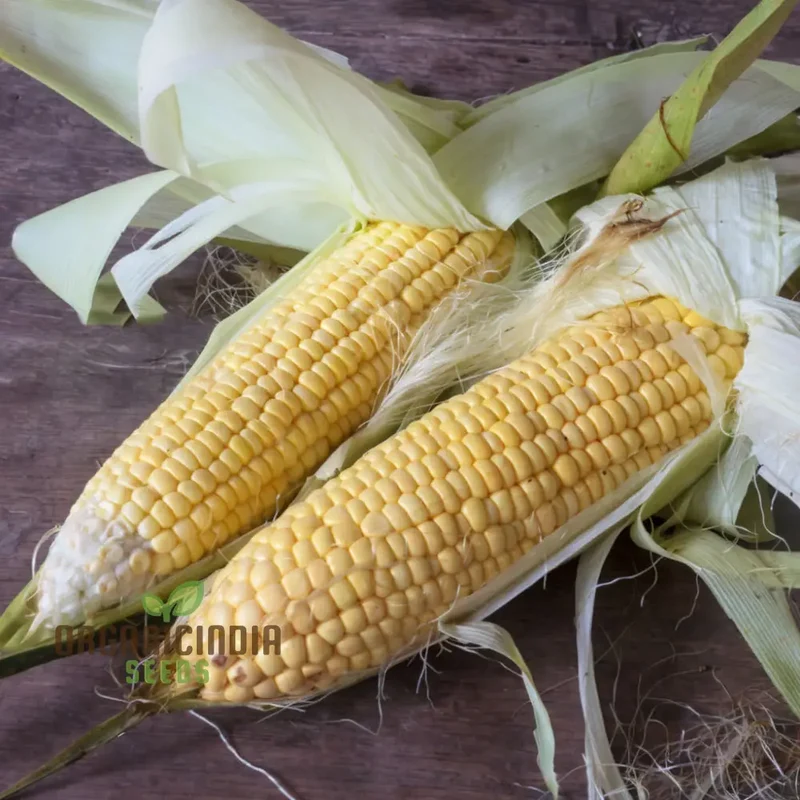 Sweetcorn Moonshine Vegetable Seeds, High-Yield Sweet Flavor Perfect for Home Gardens