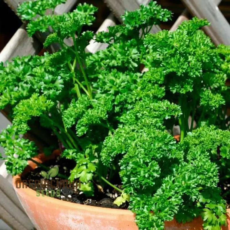 Green Parsley Herb Seeds – Fresh, Flavorful, Easy-Growing Culinary Herb for Home & Garden