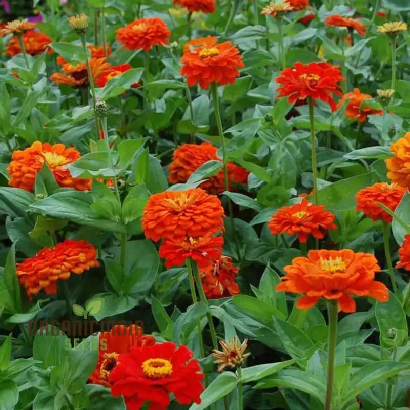 Zinnia Orange King Flower Seeds, Vibrant Blooms, Easy to Grow, Adds Cheer to Your Garden