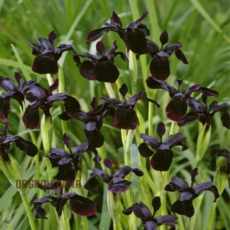 Iris Seeds (Black Magic Iris Seeds) - Dark Dramatic Blooms for Gardens