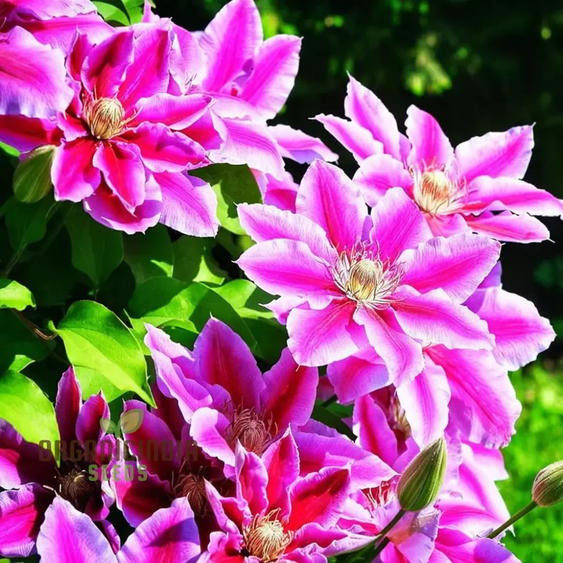 Blue, Pink, Red, Purple Mix Clematis Seeds - Create a Colorful Clematis Garden Display