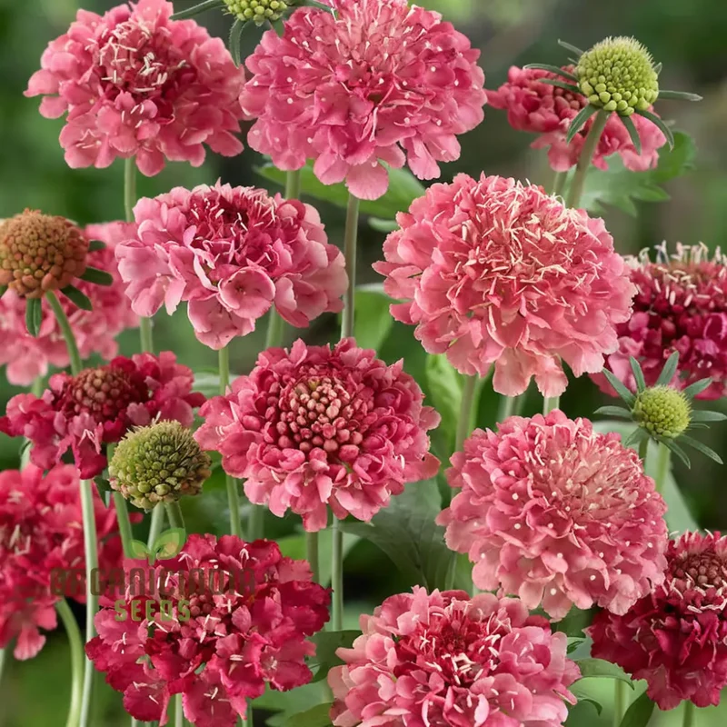 Scabiosa Comosa Pincushion Flower Seeds, Unique Blooms, Easy-to-Grow, Stunning Garden Addition