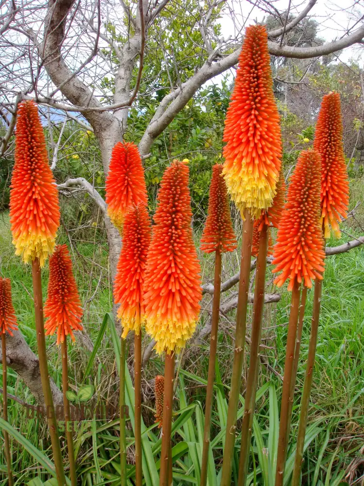 Red Hot Poker Kniphofia Seeds – Torch Lily