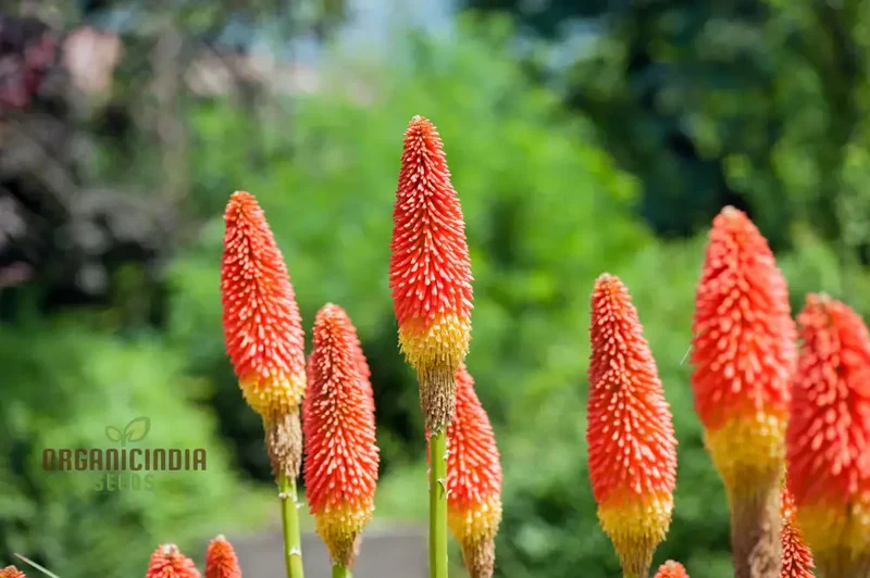 Red Hot Poker Kniphofia Seeds – Torch Lily