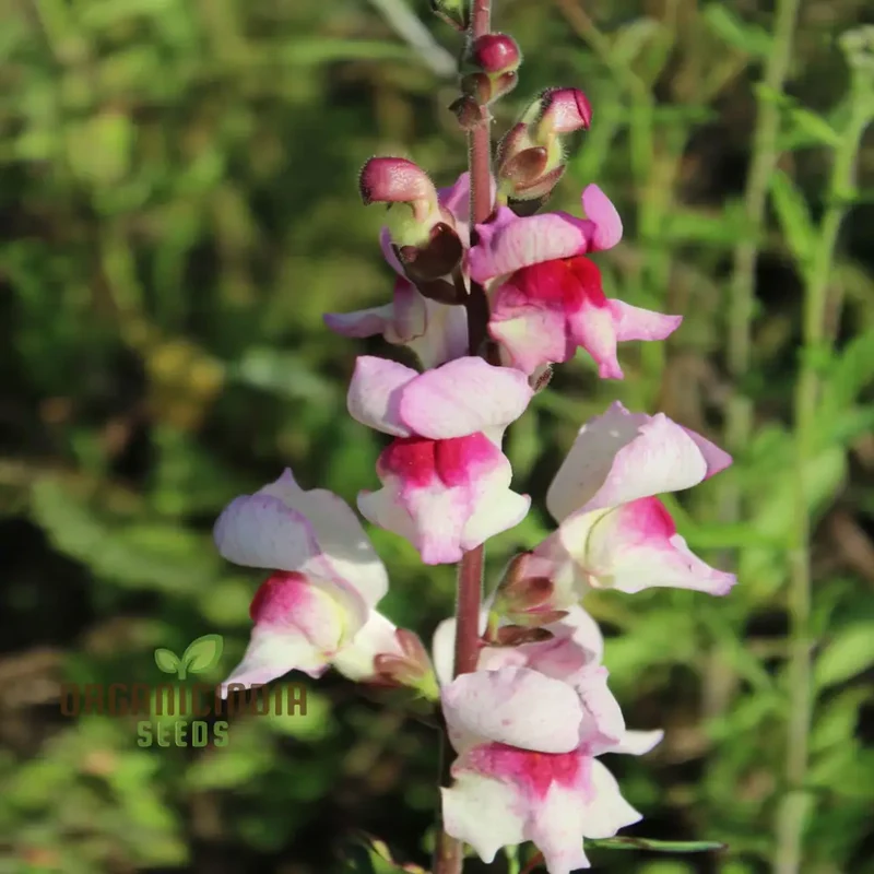 Antirrhinum Lucky Lips Seeds for Planting Elevate Your Gardening