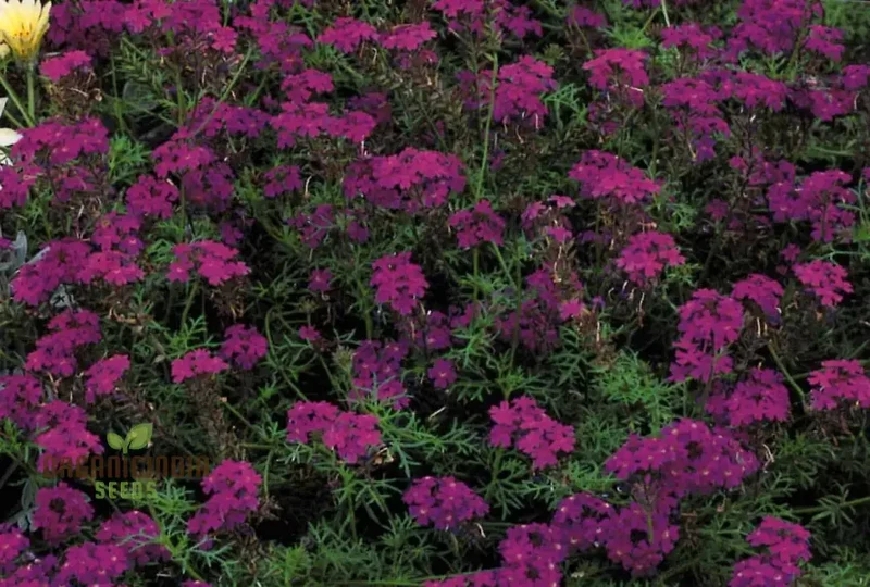 Verbena Imagination Flower Seeds For Planting: Cultivating Creative Gardens with Unique Plants and Gardening Supplies