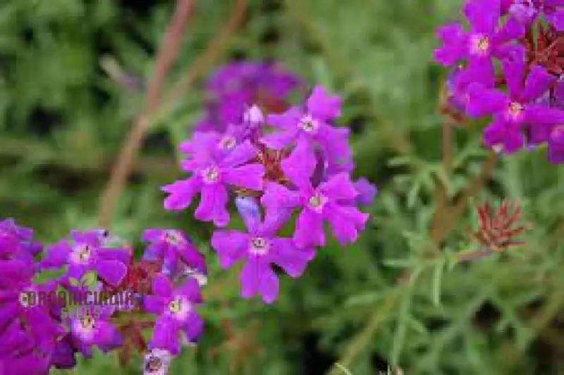 Verbena Imagination Flower Seeds For Planting: Cultivating Creative Gardens with Unique Plants and Gardening Supplies