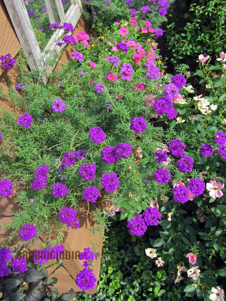 Verbena Imagination Flower Seeds For Planting: Cultivating Creative Gardens with Unique Plants and Gardening Supplies