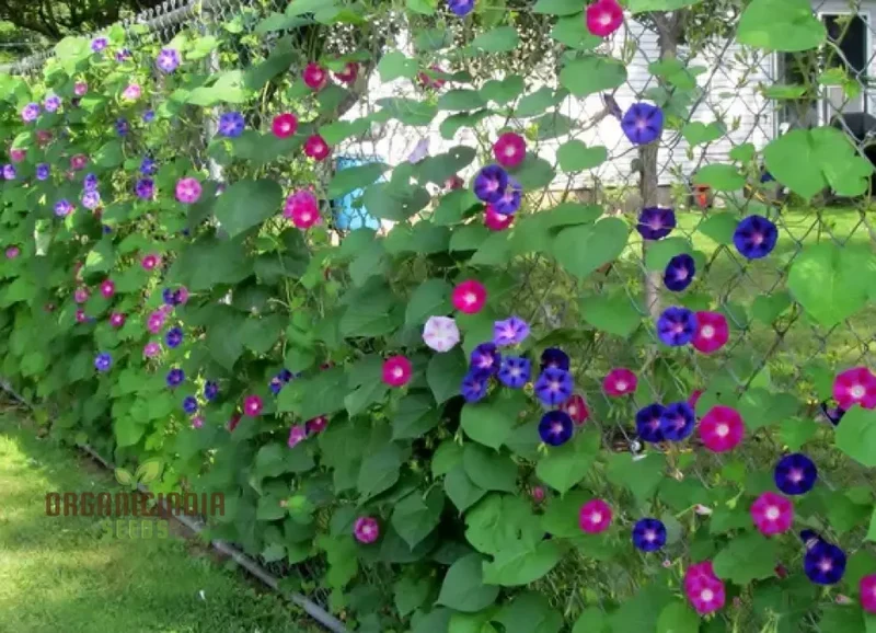 Ipomoea purpurea Lazy Luxe Mixed Flower Seeds, A Comprehensive Guide to Flower Selection, Seed Planting, and Expert Gardening Techniques