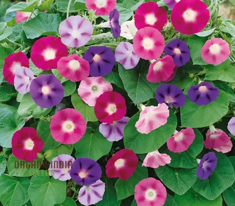 Ipomoea purpurea Lazy Luxe Mixed Flower Seeds, A Comprehensive Guide to Flower Selection, Seed Planting, and Expert Gardening Techniques