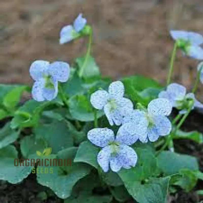 Viola Freckles Flower Seeds for Planting – Dappled Face Pansy Style Blooms, Cool Season Annual for Outdoor Garden