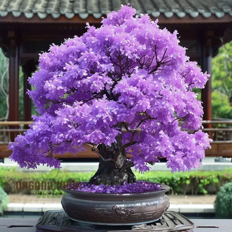 Purple Maple Bonsai Tree Seeds for Planting Elevate Your Gardening Experience with a Stunning Addition to Your Green Space