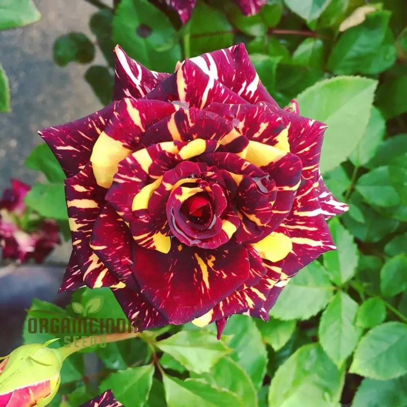 Ma Cherie Rose Seeds – Exquisite Garden Blooms