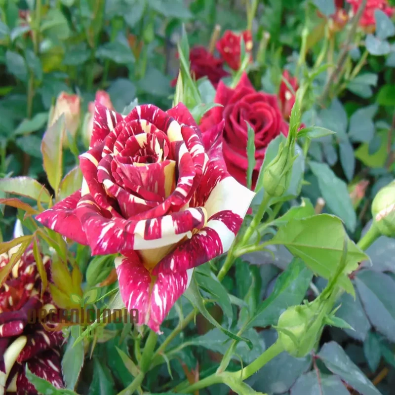 Ma Cherie Rose Seeds – Exquisite Garden Blooms