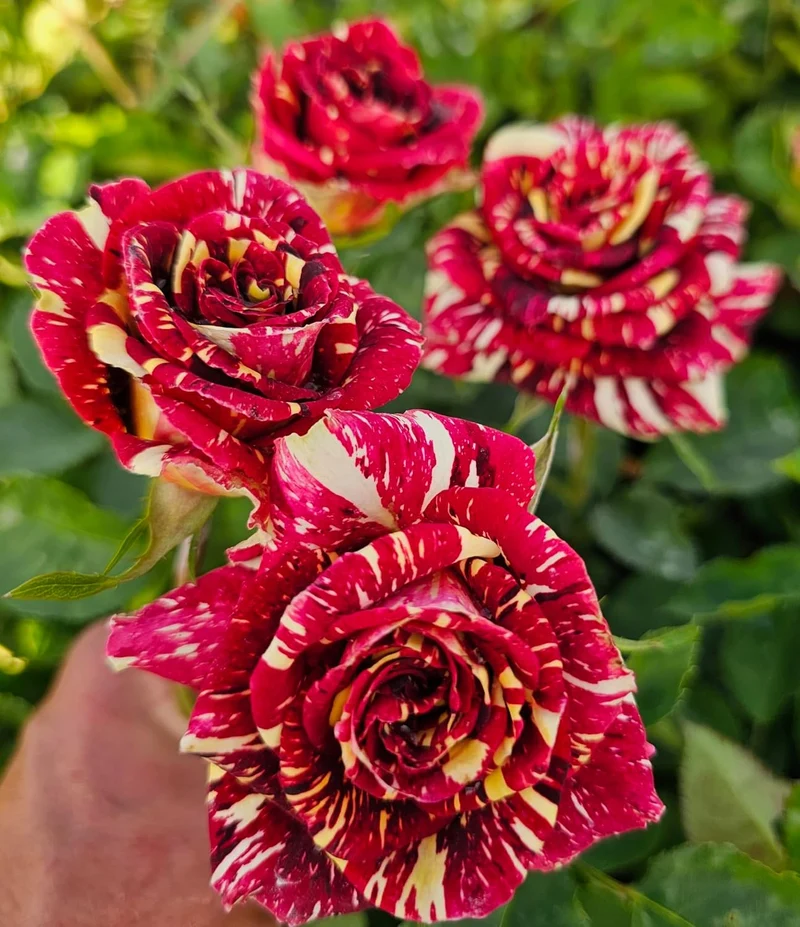 Ma Cherie Rose Seeds – Exquisite Garden Blooms
