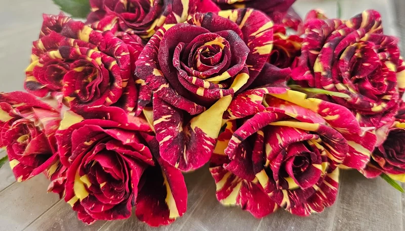 Ma Cherie Rose Seeds – Exquisite Garden Blooms