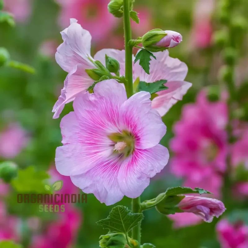 Giant Danish Mix Flower Seeds - Stunning Variety for Breathtaking Garden Displays