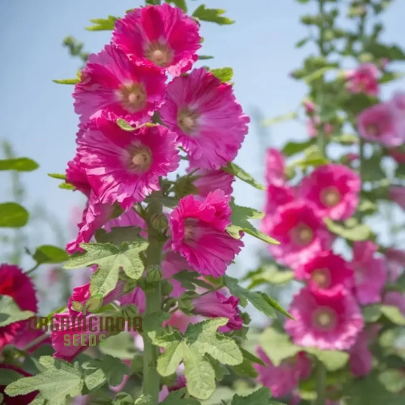 Giant Danish Mix Flower Seeds - Stunning Variety for Breathtaking Garden Displays