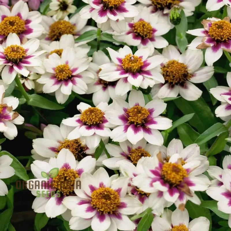 Zinnia Zahara Rose Flower Seeds: Premium Quality, Grow Your Garden with Vibrant Colorful Blooms and Easy Planting