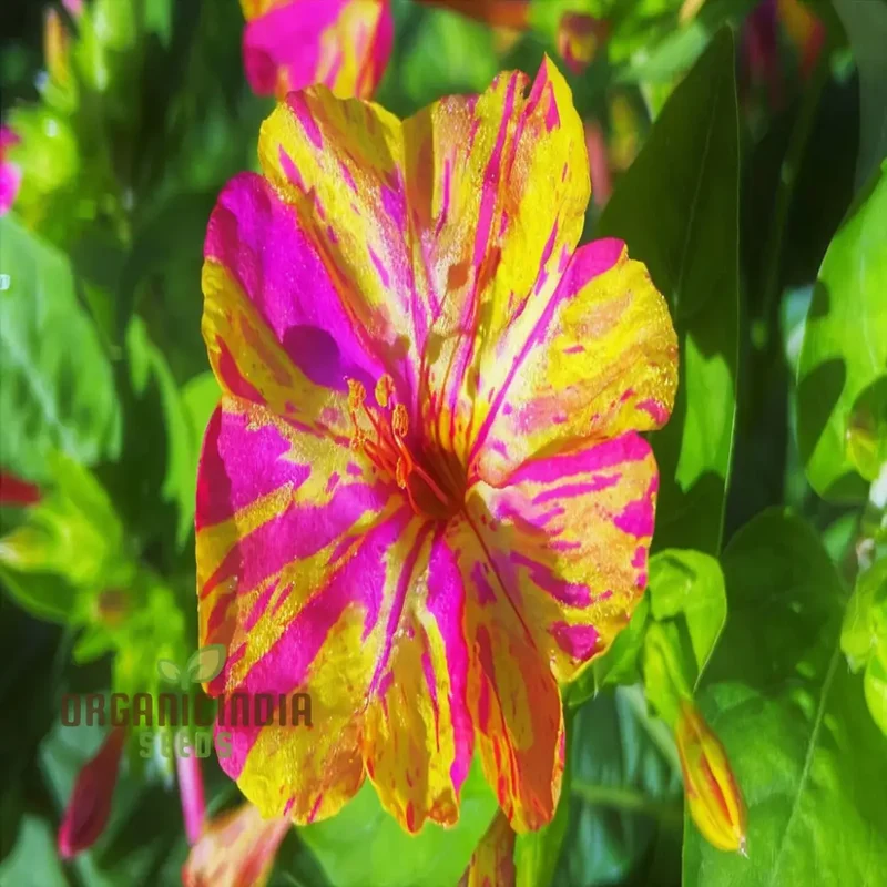 Mirabilis Mix Flower Seeds for Planting - Perfect for Gardening Enthusiasts - High-Quality Planting Seeds