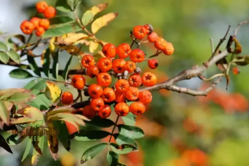 Premium Mountain Ash Tree Seeds: Grow Your Own Majestic Landscape Addition - Perfect for Gardening Enthusiasts Seeking Natural Beauty and Tranquility