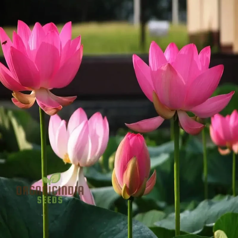 Pink Lotus Flower Seeds Perfect for Gardening Enthusiasts Seeking Exotic Blooms