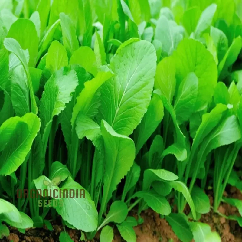 Tender Green Mustard Vegetable Seeds Crisp and Flavorful Greens for Culinary Delights