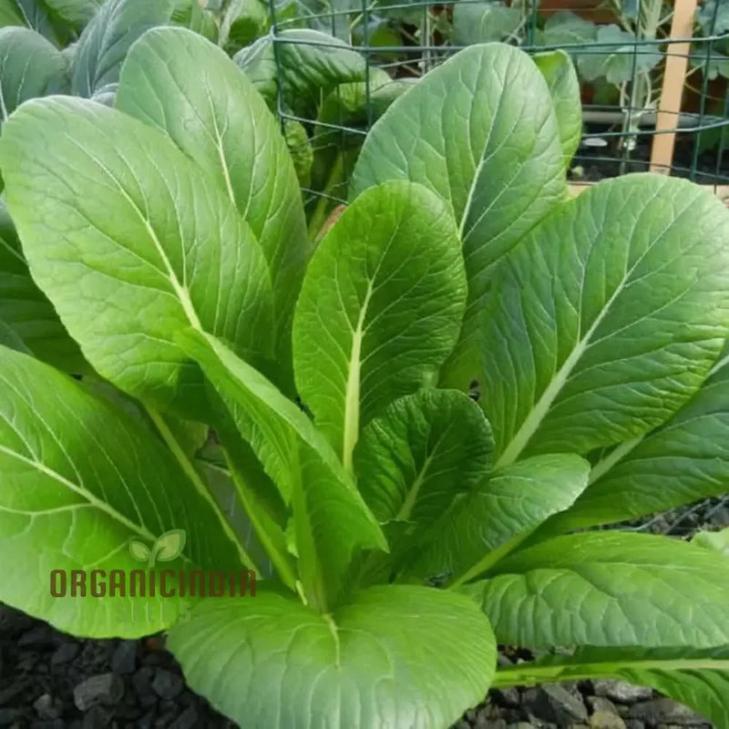 Tender Green Mustard Vegetable Seeds Crisp and Flavorful Greens for Culinary Delights