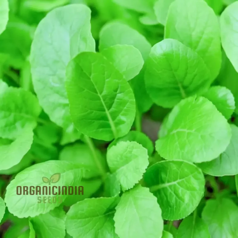 Tender Green Mustard Vegetable Seeds Crisp and Flavorful Greens for Culinary Delights
