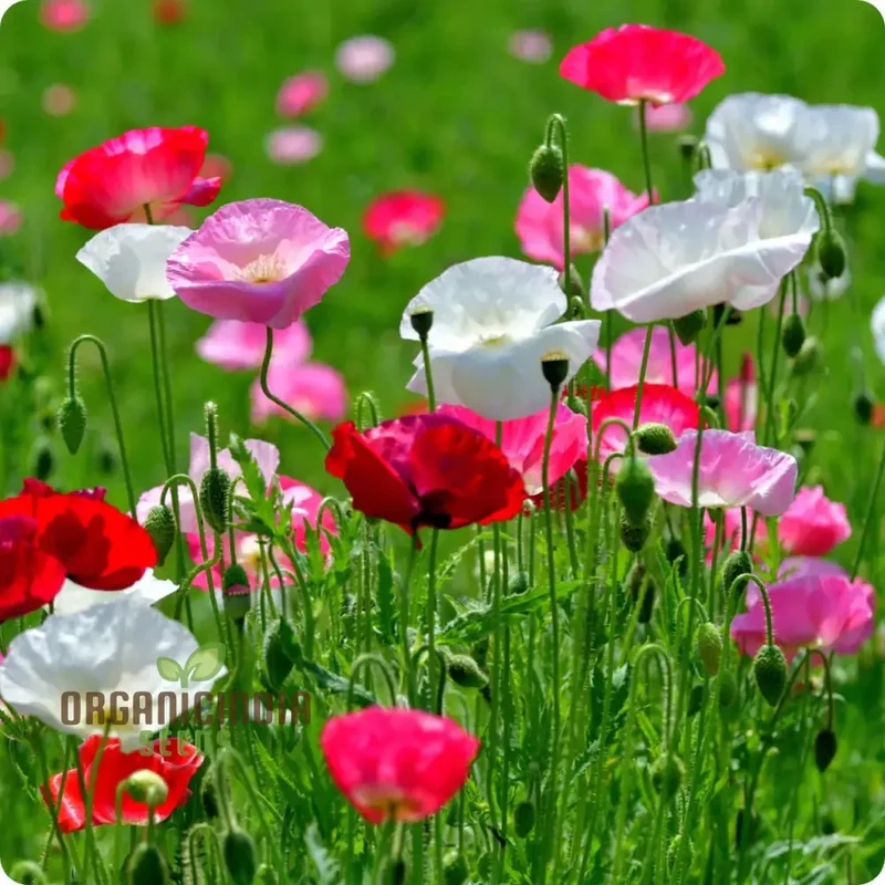 Shirley Mixed Poppy 'Double Mixture' Flower Seeds - Perfect for Creating a Stunning Garden Oasis
