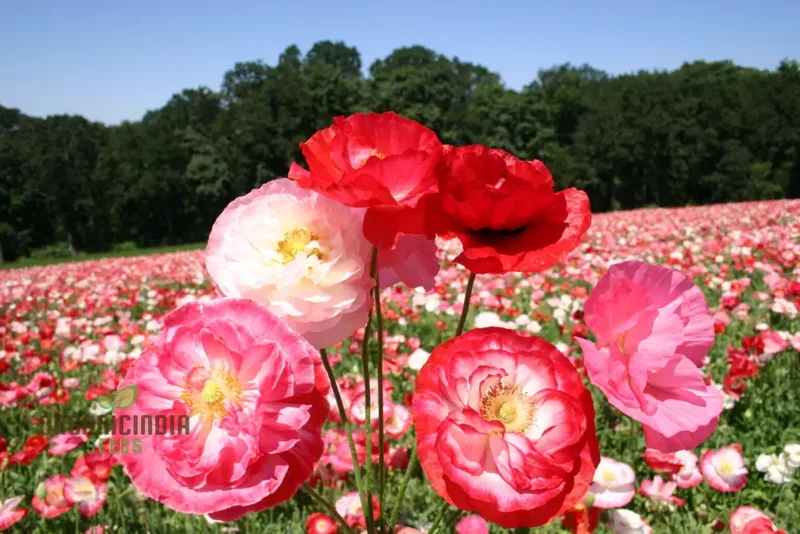 Shirley Mixed Poppy 'Double Mixture' Flower Seeds - Perfect for Creating a Stunning Garden Oasis