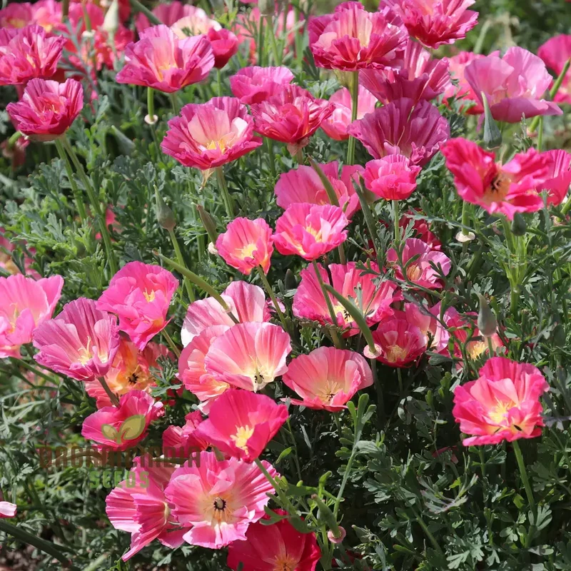 Exquisite Eschscholtzia Thai Silk Rose Chiffon Seeds For Planting: Vibrant Blooms for Your Garden Oasis