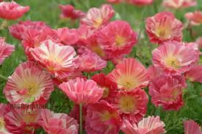 Exquisite Eschscholtzia Thai Silk Rose Chiffon Seeds For Planting: Vibrant Blooms for Your Garden Oasis
