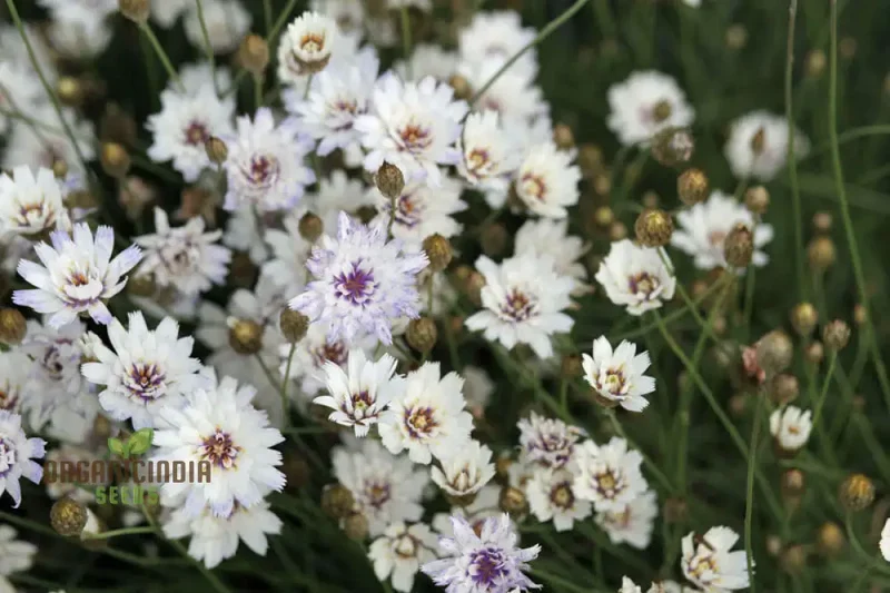Catananche Amor White Seeds - Grow Elegant and Pure White Catananche Flowers in Your Garden